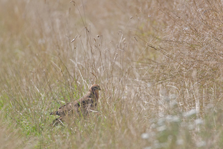 Busard Cendré - Jeune oiseau - Jandrenouille - Juillet 2009