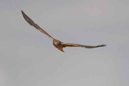 Busard Cendré - Jeune oiseau - Jandrenouille - Juillet 2009