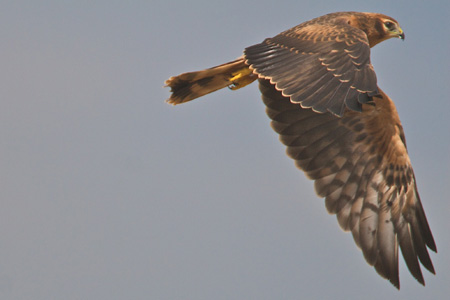 Busard Cendré - Jeune oiseau - Jandrenouille - Juillet 2009