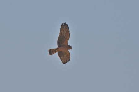 Busard Cendré - Jeune oiseau - Jandrenouille - Juillet 2009