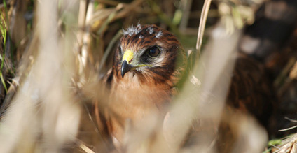 Le busard cendré, un rapace bien présent dans la plaine de Boneffe