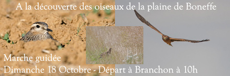 Marche guidée - à la découverte des oiseaux de la plaine de Boneffe