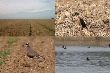 La richesse ornithologique de la plaine de Boneffe