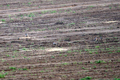 Pluviers Guignards en migration via la plaine de Boneffe