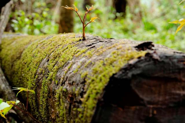 Abattu l'arbre reprend vie