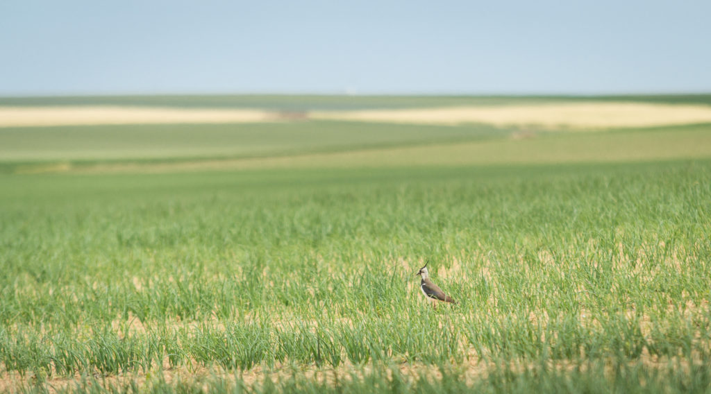 Vanneau huppé dans la Plaine de Boneffe (Photo de Fabienne Nicolas)